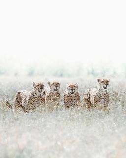 Big Cats Namibia Farmstay & Tours - Outjo - 1