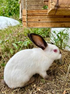 The Secret Garden House - Ijevan - 1