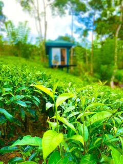 Mist of Sinharaja - 9