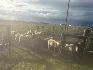 QueensFerry Farm by the Bay by Tiny Away - 3
