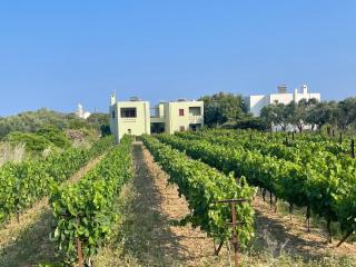 Vilana Studios - Kálamos Kythira - 2