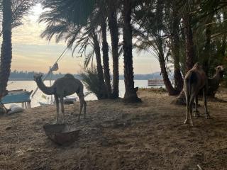 Assuan Felucca - Assouan - 1