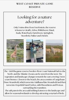 Born to Ride Safari & Beach Horse Rides - Yzerfontein - 4