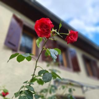 Ferienhaus Auf dem Knapp - 9