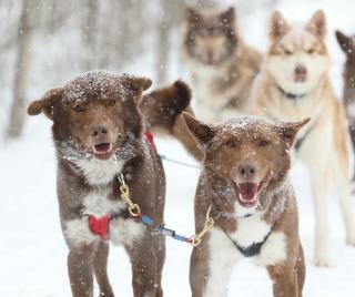 Le Baluchon Éco-villégiature - 2