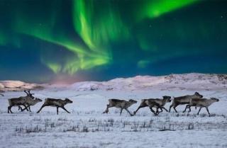 Sweetlapland homes - Rovaniemi - 3