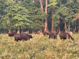 Dooars Hill Homestay - Jayanti - 7