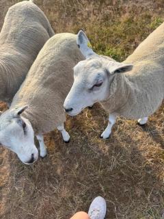 Apple Blues Farm - Ashford - 9