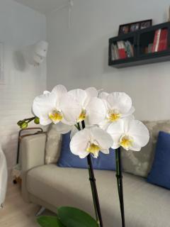 Cosy apartment - 3
