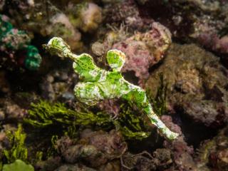 Nabuccos Spice Island Resort - - 2