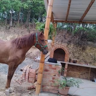 El Eden Glamping cabañas Girardot - 8