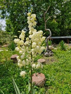 SELINA GUEST HOUSE - 7