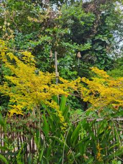 Peaceful Hideaway - 3BR Villa with tropical garden - 0