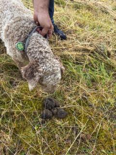Gîte Les Mareillauds - Piscine - 3
