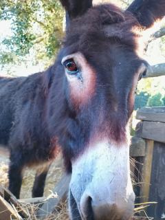 Agriturismo la Fattoria al Crocefisso - 1