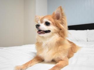 レガリアイン - 9