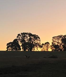 Eversprings Glamping - Mount Helena - 9