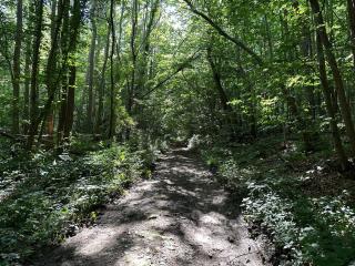 Clairière de 3000m2 en pleine forêt - Luzarches - 1