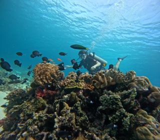 exotic menjangan - 9