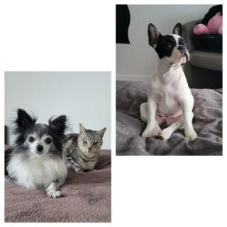 chambre d'hôte - Pleslin-Trigavou - 1