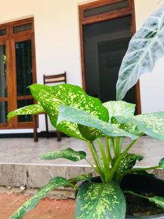 Green View Resort - Dambulla - 1