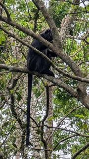 Dewi Rinjani Homestay - Tetebatu - 1