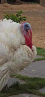 Sunny Guest House Hampi - 8