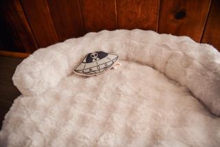Room 2 - Downtown Joshua Tree Motel - Pet Friendly - Walk to Shops & Visitor Center, Minutes to Park Entrance - Joshua Tree - 1