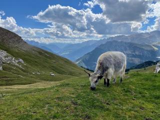 Il Sole delle Dolomiti - Campestrin - 3