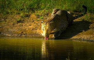 Bird Nest Yala Safari Guest House - Tissamaharama - 0