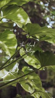 The Yard Hiriketiya - 4