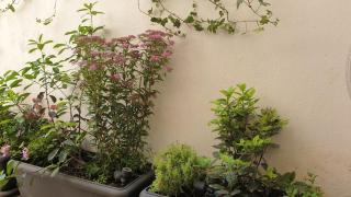 NANA - A lovely studio & patio, Varnava, Pagrati - 9