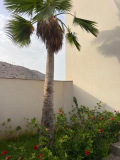 villa sfiha - Ajdir - 2