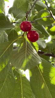 House in Arcadia - Odessa - 7