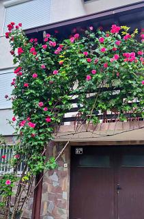 ZNK Family House - Skopje - 3