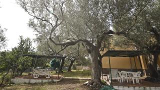 Le Rose - Marina di Camerota - 4