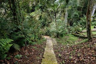 LilyJoe Treehouse Serendah - Serendah - 4
