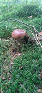 Hájenka Nebe-apartmán NEBE - 1