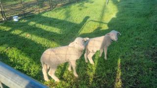 Roolagoon Homestead - Newland - 1