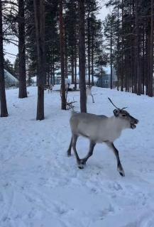 Apartment in the center of Levi - 9