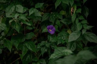 Jungle Villa Retreat - Galle - 4