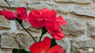 Aux Roses Rouges - Villy-le-Moutier - 5