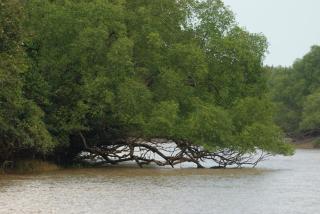 Antara Cruises - - 2