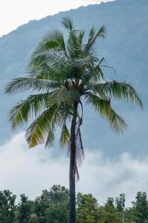 Seethavanam Farmstay at Forest Edge - 8