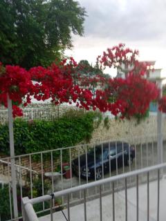 Margarita - Vlora - 0