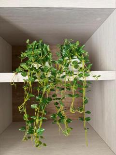 Monte Generoso Rooms - 3