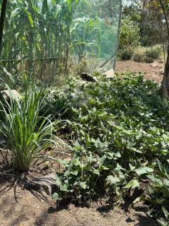 Sweta Takawiri island Shamba house - 7