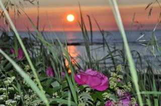 Les vagues roses de Sainte-Flavie - 8