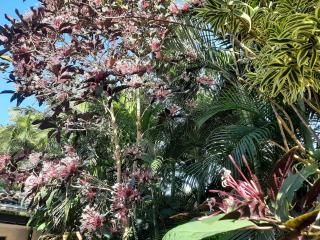 Eden river Tontouta - 5