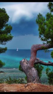 Apartment Carmela - Rovinj - 1